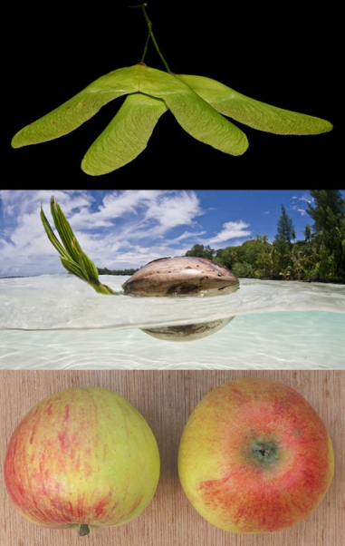 Examples of seed dispersal, from top to bottom: wind-dispersed winged seeds of maple trees; floating-water-dispersed coconut fruit; attractive and tasty animal-dispersed apples.