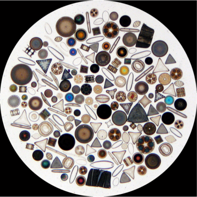 Figure 1: Images of various species of diatoms. Image from Wikimedia Commons.