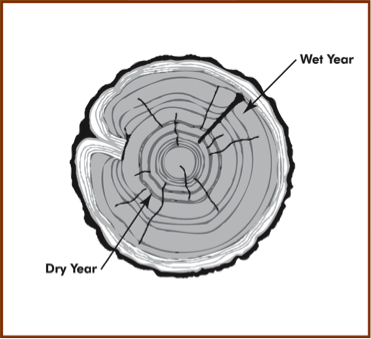 Figure 2. Drawing of a cross section of a tree trunk with tree rings depicting wetter or drier years. Image from archaeologysouthwest.org