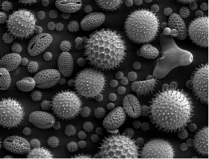 Figure 3: Pollen grains as seen on a scanning electron microscope. From Wikimedia Commons.