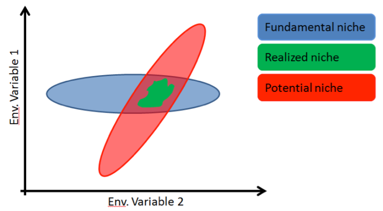 Figure 3. Fundamental, potential, and realized niches. Crudely drawn in Powerpoint by the author; see Jackson and Overpeck 2000 for the original version of this figure.